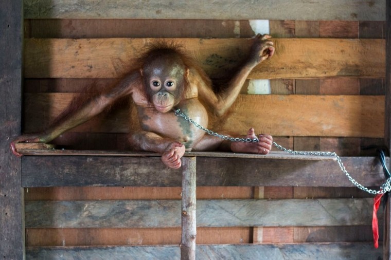 Verrassend Baby orang-oetan gered na 6 maanden aan de ketting – VATD-blog LK-74