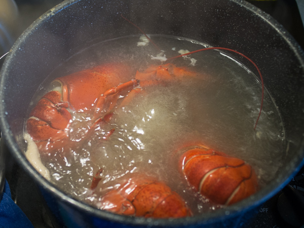 lobsters-19
